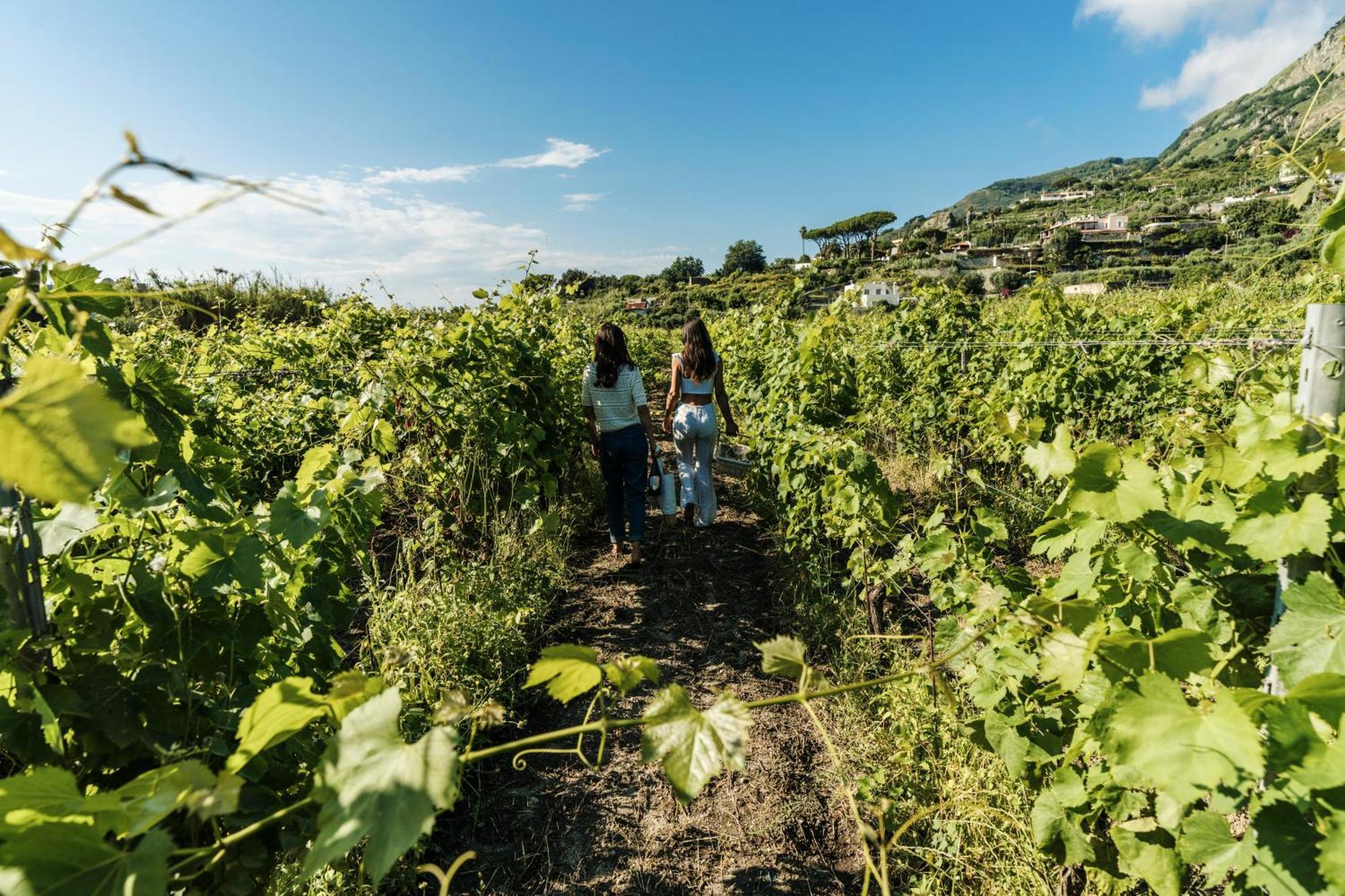 Tenuta Calitto Wine Resort E Spa Іскія Екстер'єр фото